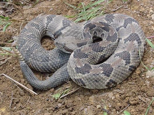Timber Rattlesnake Crotalus horridus DEEP Status: HIGHLY ENDANGERED Only rattlesnake in CT Protected by the state, only one or two