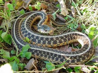 Eastern Garter Snake Thamnophis sirtalis Most common snake in