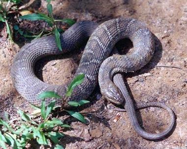 Northern Water Snake Nerodia sipedon If you re around freshwater,