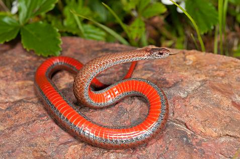 Northern Redbelly Snake Storeria occipitomaculata Mostly found in the northern