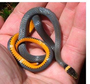 Northern Ringneck Snake Diadophis punctatus Another very common CT
