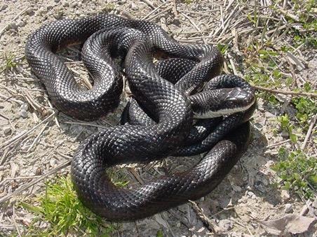 Black Rat Snake Elaphe obsoleta Largest snake in CT More common in southern CT, largely absent from NE corner Similar to the black racer, but