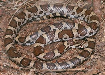 Eastern Milk Snake Lampropeltis triangulum A very common and
