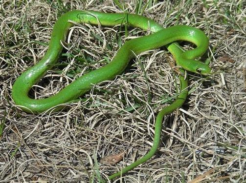 Smooth Green Snake Opheodrys (Liochlorophis) vernalis Difficult to find in CT, though supposedly