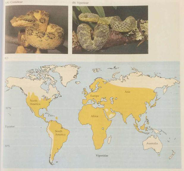 Family Viperidae: Vipers Heavy bodied snakes famous for their sit and wait predation strategy Typically consume mammals, hence why their venom is so dangerous to humans,