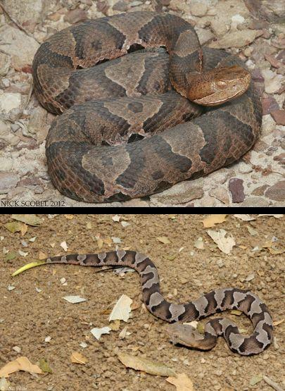 Agkistrodon contortix: Northern Copperhead DEEP Status: DECLINING Limited distribution in CT Talus slopes along the CT river Tan,