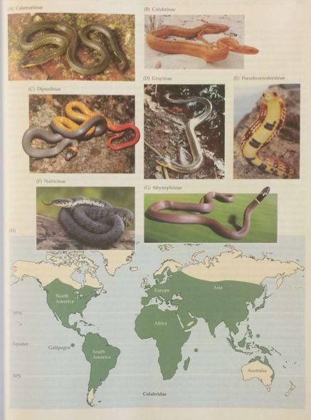 Family Colubridae: Colubrid Snakes A hugely diverse snake family, making up most of the North American