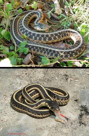 Thamnophis sirtalis: Eastern Garter Snake Most common snake in CT and the US Except for this year, apparently.