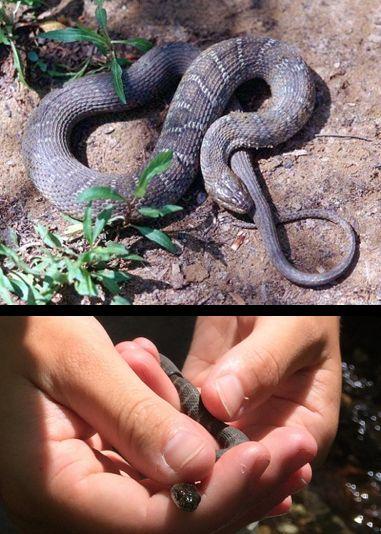 Nerodia sipedon: Northern Water Snakes If you re around freshwater, you can bet on finding these snakes Often confused with cottonmouths and copperheads Large, heavy-bodied Triangular