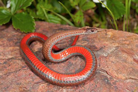 Storeria occipitomaculata: Northern Redbelly Snake Mostly found in the northern regions in the state Prefers hilly habitat Can