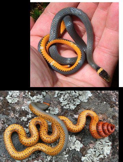 Diadophis punctatus: Northern Ringneck Snake Another very common CT snake, found in a variety of habitats Small snake (about the size of juveniles of other species)