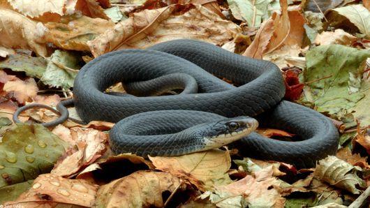 Coluber constrictor: Northern Black Racer All black, with a white chin Young are grey with black blotches Smooth scales Common in