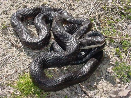 Pantherophis (Elaphe) obsoletus: Black Rat Snake Largest snake in CT More common in southern
