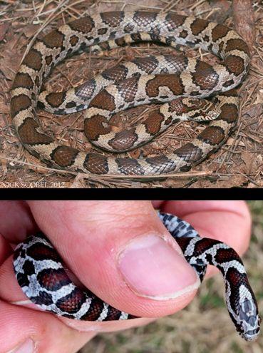 Lampropeltis triangulum: Eastern Milk Snake A very common and harmless snake Common name comes from frequent sightings in barns Young are often bright red Probably a coral