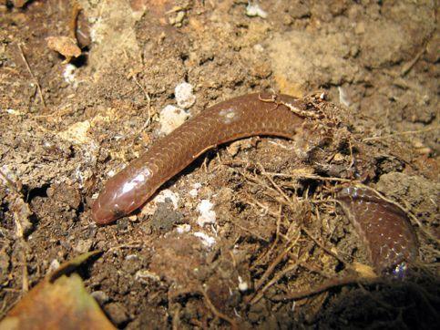 Carphophis amoenus: Eastern Worm Snake Smally burrowing snake with reduced eyes and narrow head Found in log habitat similar to Plethodon