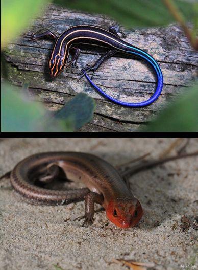 Plestiodon (Eumeces) fasciatus: Five Lined Skink DEEP Status: THREATENED Completed terrestrial, mostly found under rocks Bright blue tail as juveniles Found in rocky habitat along the