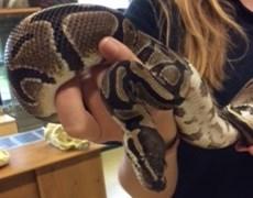 Western, Eastern and Central Africa - Savannah is their natural habitat 20-30 years is average for a wild Royal Python. In captivity they can reach 40 years of age.