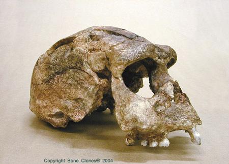 Hominid Phylogeny Hominids left Africa approximately 1.6 mya. Homo erectus upright man 1.