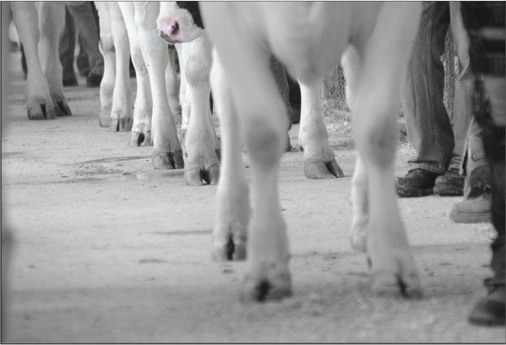 In Summary Lameness is a highly visible and important animal welfare issue Failure to deal with it in timely fashion is partly a consequence of A lack of awareness or a failure to detect Inadequate