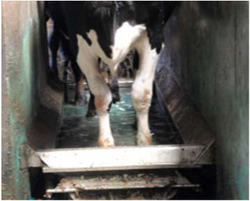 Prevalence of Digital Dermatitis in Selected Group of Cows on Surveyed Eastern WI Farms Footbath Frequency Footbath Frequency Operations M0 (%) M2 (%) M4 (%) No footbath 11 71.5 6.9 21.