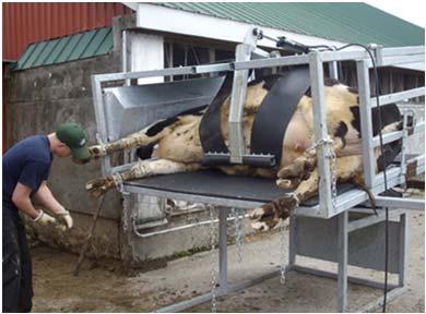 4 Footbath length recommendations: 10-12 feet Average length from participating farms on field survey: 6 9 (c) 2017 Board of Regents of the University of Wisconsin System, doing business as the