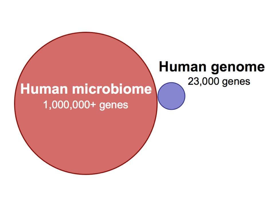 Why study the human 90% of the cells in the human body are bacteria Some viruses and fungi 3% of body mass 99% of the genes in the human body are microbial 10,000 unique species, most have never