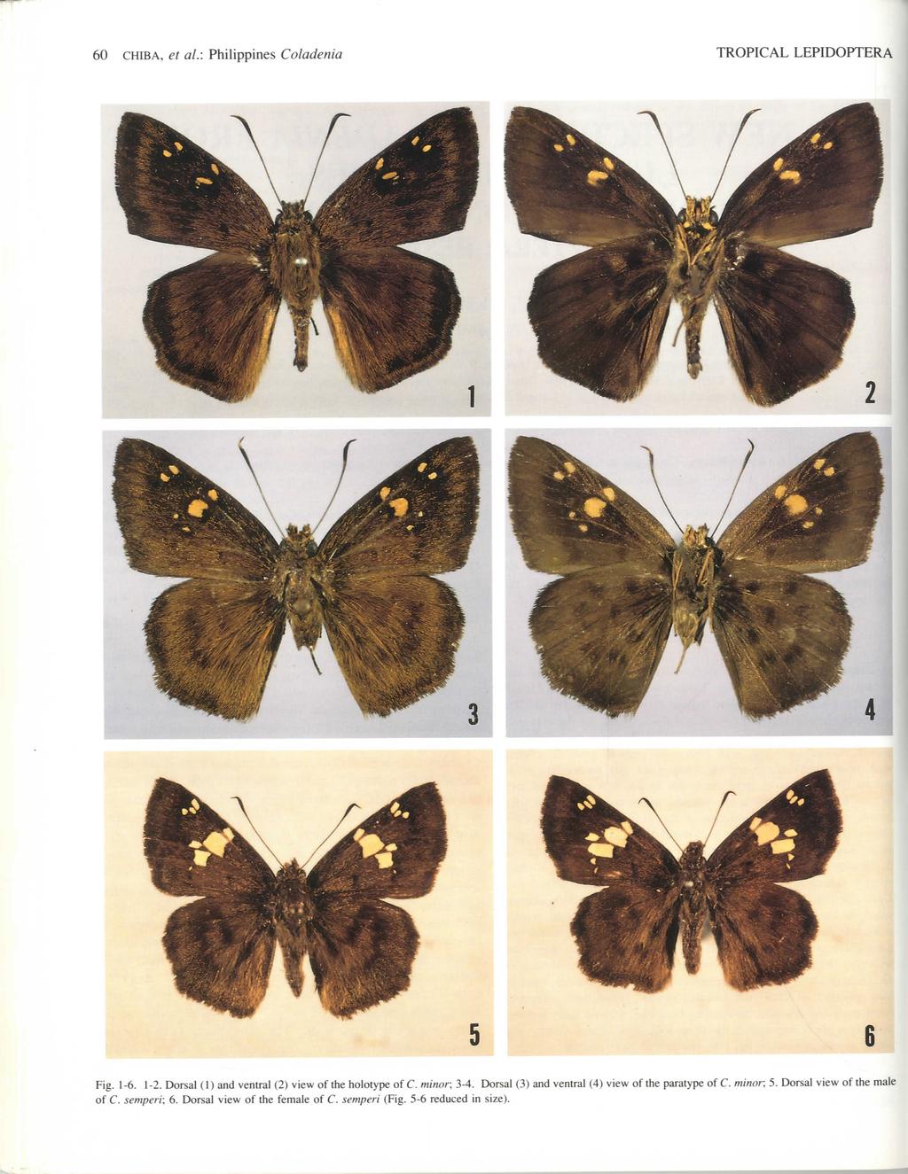 60 CHIBA, et al.: Philippines Coladenia TROPICAL LEPIDOPTERA 6 Fig. 1-6. 1-2. Dorsal (1) and ventral (2) view of the holotype of C. minor; 3-4.