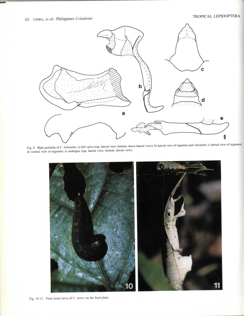 62 CHIBA, et al.: Philippines Coladenia TROPICAL LEPIDOPTERA Fig. 9. Male genitalia of C.