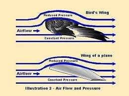 (3a) How birds are able to achieve lift Interaction of the air with the bird s wing shape When the air comes straight toward the wing, the air flows faster over the top of the wing