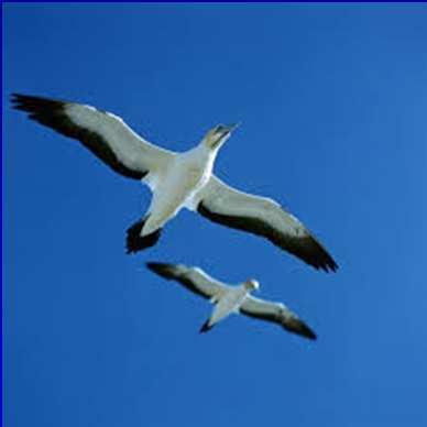 (3b) How birds stay up in the air by gliding Wings are held out in a still, steady position,