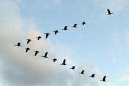 (3b) Controlling the direction of flight Some birds soar into thermals or updrafts with