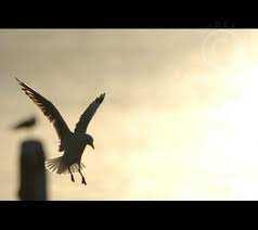 (3b) Landing safely Birds gradually change the angle of their wings to higher and higher positions, increasing drag,