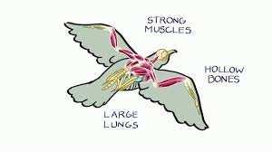 (1) Physical features Light, hollow bones Light, smooth feathers