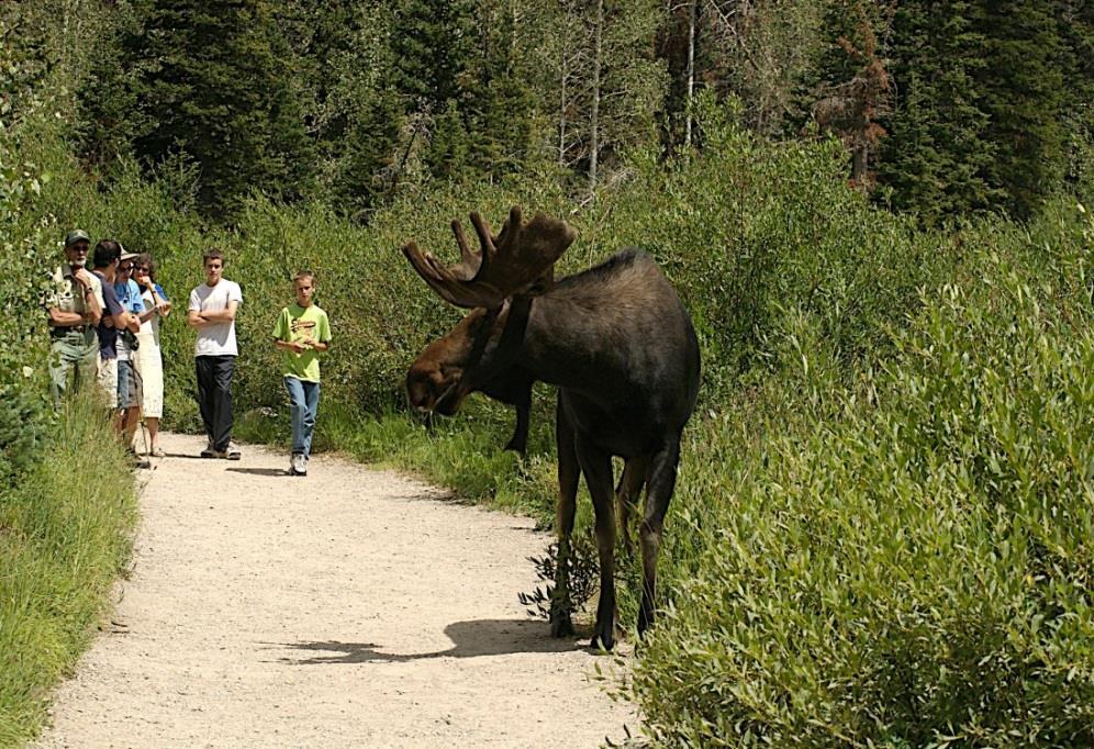 Encountering Elk,
