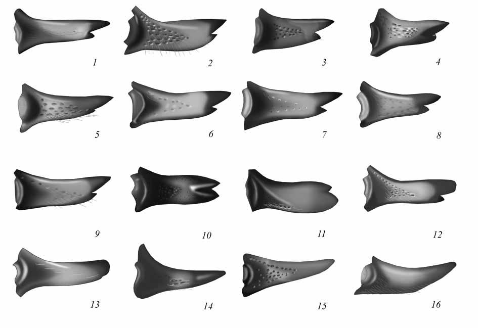 603 17(18). Upper tooth longer than lower one Spilichneumon (part). 18(17). Lower tooth longer than upper one, flat, broad Spilichneumon (occisor) (fig. 11). 19(14).