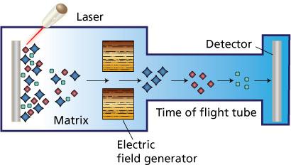 MALDI-TOF MS Matrix-assisted laser desorption ionization time of flight (MALDI-TOF) mass spectrometry (MS) Can identify to either genus or species level Very fast 5 minutes to
