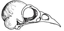 NOTE: Any skull found without teeth AND a prominent ridge of bone forming and eye socket should be identified as a BIRD.