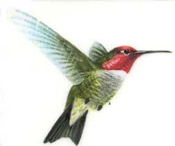 Southwestern US to Northwest Costa Rica Nest: Almost anywhere; often using the old nest of another species Other: Nods its head when walking ANNA S HUMMINGBIRD Scientific Name: Calypte