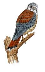 KESTREL Scientific Name: Falco sparvius Size: 10 ½" (27 cm) Shape: Small falcon shape with banded reddish colored tail.