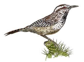 flickers, hollows in trees, holes in cliffs CACTUS WREN Scientific Name: Campylorhynchus brunneicapillus Size: 8 1/2 " (22 cm) Shape: Chunky bird with slender, slightly curved bill Color: Dark