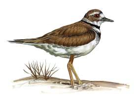 Scientific Name: Charadius vociferus Size: 10 1/2 "(27 cm) Shape: Pigeon-like bills, large eyes, and long legs Color: Two black breastbands; reddish-orange rump visible in flight