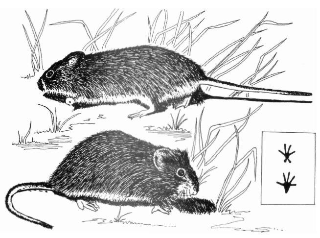 BIOLOGY, LEGAL STATUS, CONTROL MATERIALS, AND DIRECTIONS FOR USE Cotton Rat Sigmodon hispidus Family: Cricetidae Introduction: The Cotton Rat (Sigmodon hispidus), is found in the southeastern United