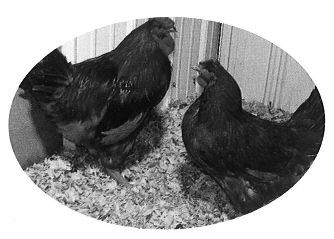 ORDER NOW! CALL TOLL FREE 1-866-365-0367 BLACK SEX LINKS AND BARRED ROCKS Black Sex Links and Barred Rocks are some of the all time favorite chickens around.
