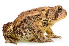 Toads have a shorter body, which is flatter and wider. Frogs back legs are usually longer, making them better hoppers than toads, and their feet are usually webbed for swimming.
