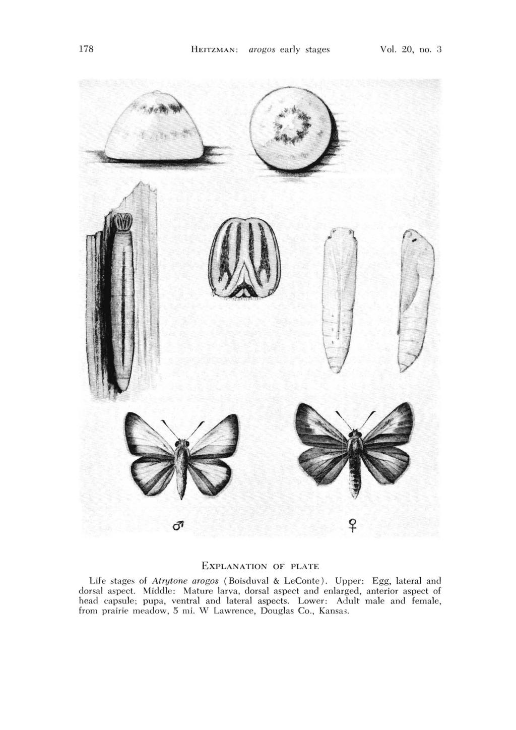 178 HEITZMAN: aragos early stages Vol. 20, no. :3 EXPLAN ATION OF PLATE Life stages of Atrytone amgos (Boisduval & LeConte). Upper: Egg, lateral and dorsal aspect.