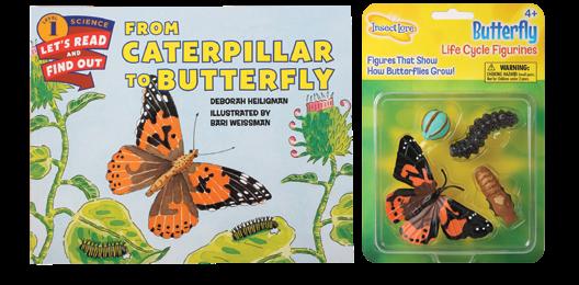 cycle lessons of butterflies, ladybugs, praying
