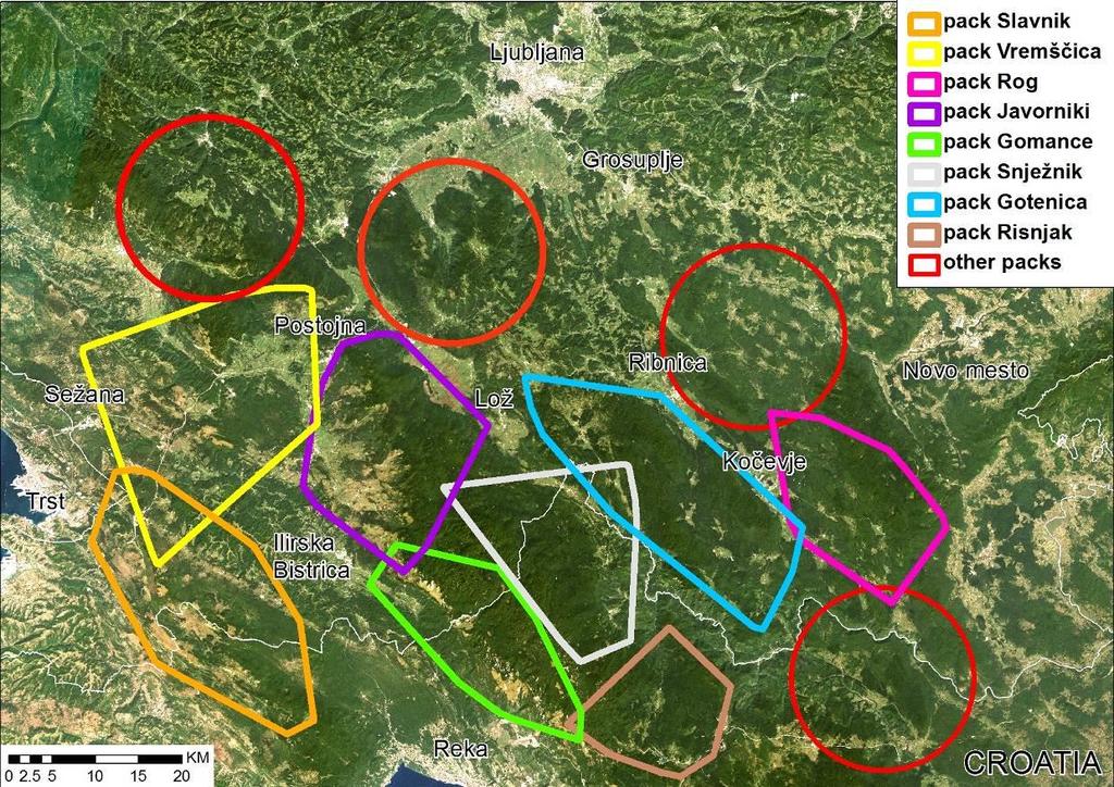 Figure 6: We obtained 2445 successful GPS locations from collar of male Slavc. His home range while staying with the natal pack Slavnik measured 442 km 2 (green).