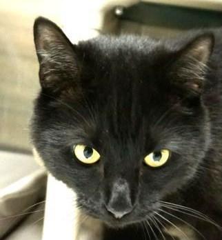 Willa pleasantly answers phone calls, greets visitors coming into the shelter and regularly helps everyone (people and animals!) feel welcome and at ease.