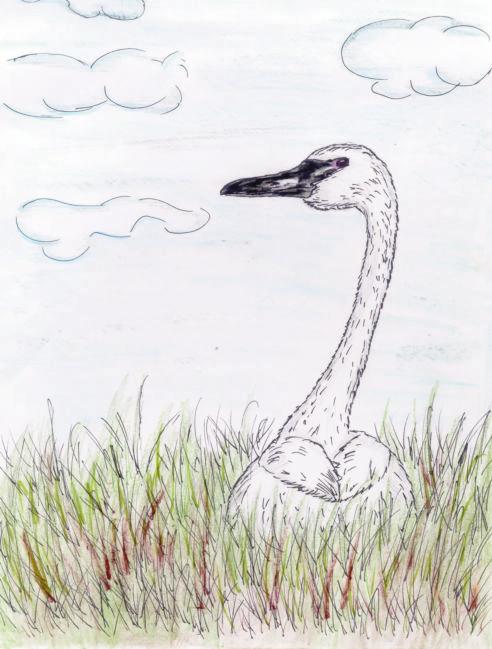 The neck is usually held straight up, unlike the elegant, curved neck of the domestic Mute Swan. A yellow spot can often been seen in front of the eye.