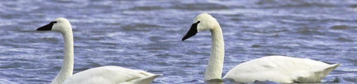 Mute swans (Cygnus olor)- at left- are usually associated with farm ponds or elegant estates or parks.